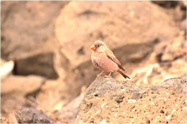 夢到了很少狗怎么樣_周公解夢官網
