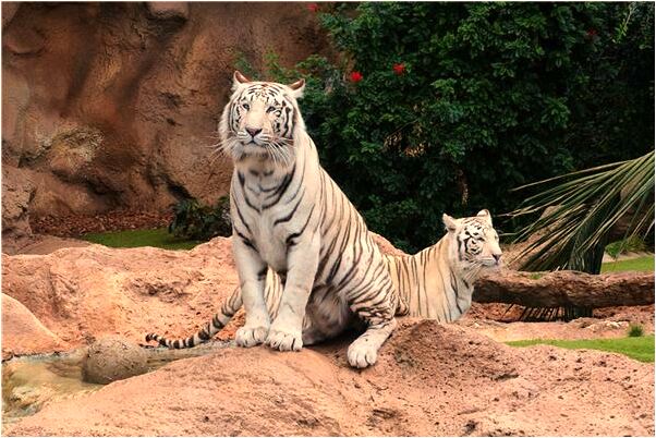 夢到了自己帶的佛被換了預示什麼_周公解夢官網