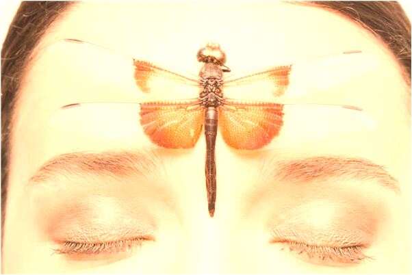 夢到魚骨架是什麼徵兆_周公解夢官網