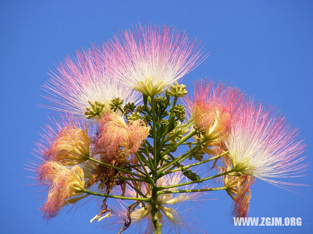 夢見小狗生了一窩小狗_周公解夢夢到小狗生了一窩小狗是什麼意思_做夢夢見小狗生了一窩小狗好不好_周公解夢官網