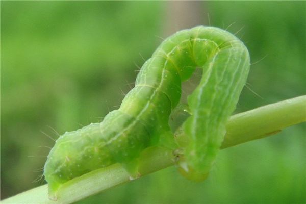 夢到小青蟲是吉兆嗎?_周公解夢