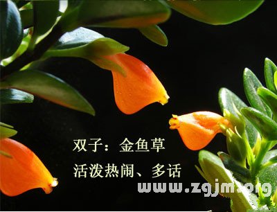 12星座都是哪種解語花_十二星座