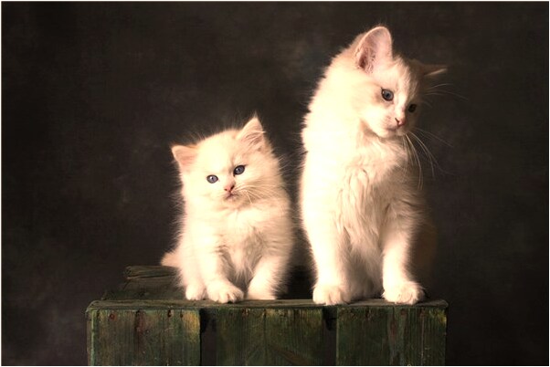 夢到牙齒摔掉一半有什麼意思_周公解夢官網