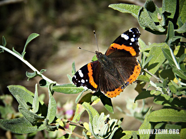 夢見打遊戲_周公解夢夢到打遊戲是什麼意思_做夢夢見打遊戲好不好_周公解夢官網