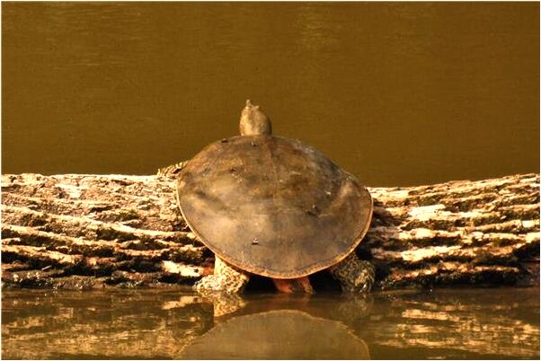 夢到和情人私奔代表著什麼_周公解夢官網