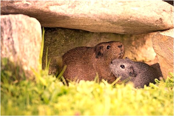 夢見自己壓住了雙黃蛇預兆了什麼嗎_周公解夢官網
