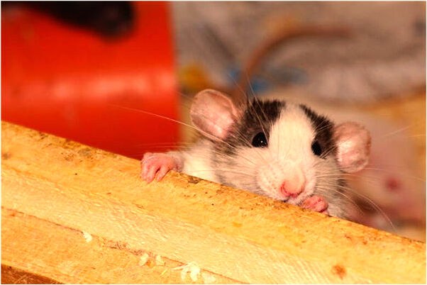 夢到了生日寫反數字是什麼預兆_周公解夢官網