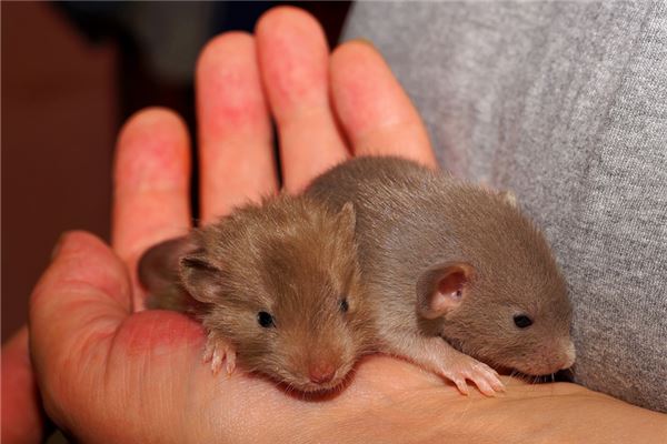 夢到死老鼠是什麼意思_周公解夢