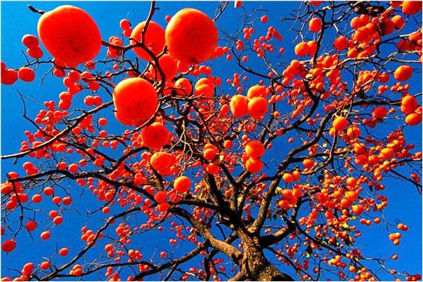 夢到了有個女人要偷我的烏龜什麼預兆_周公解夢官網