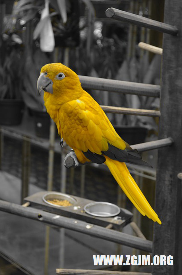 夢見老公買黑色的轎車_周公解夢夢到老公買黑色的轎車是什麼意思_做夢夢見老公買黑色的轎車好不好_周公解夢官網