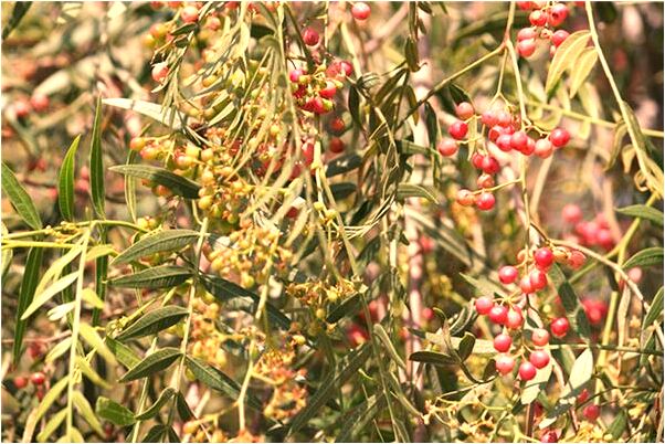 夢見和明星唱歌怎么說_周公解夢官網