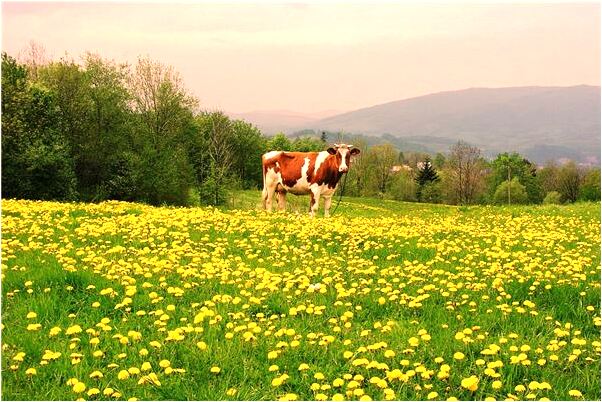 夢到了死了來找意味著什麼_周公解夢官網
