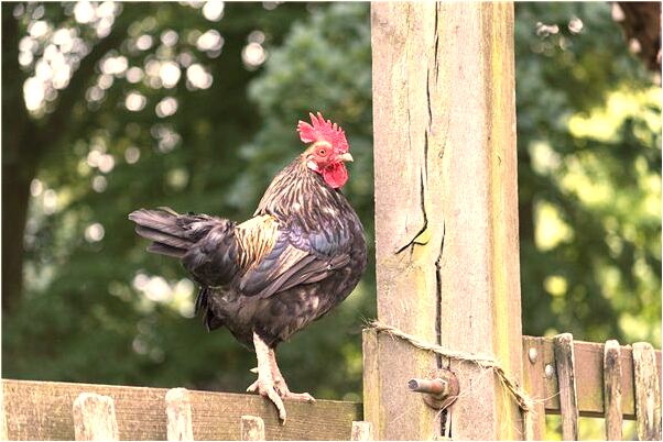 夢見別人讓我作記錄的請客是什麼預兆？_周公解夢官網