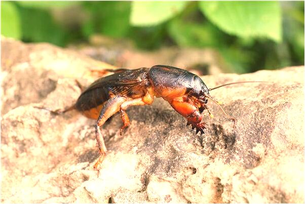 夢到了女人夢到買刮刮樂中獎是什麼預兆？_周公解夢官網