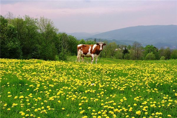 屬牛的性格和脾氣男人_十二生肖