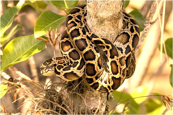 夢到自己下山啥意思_周公解夢官網