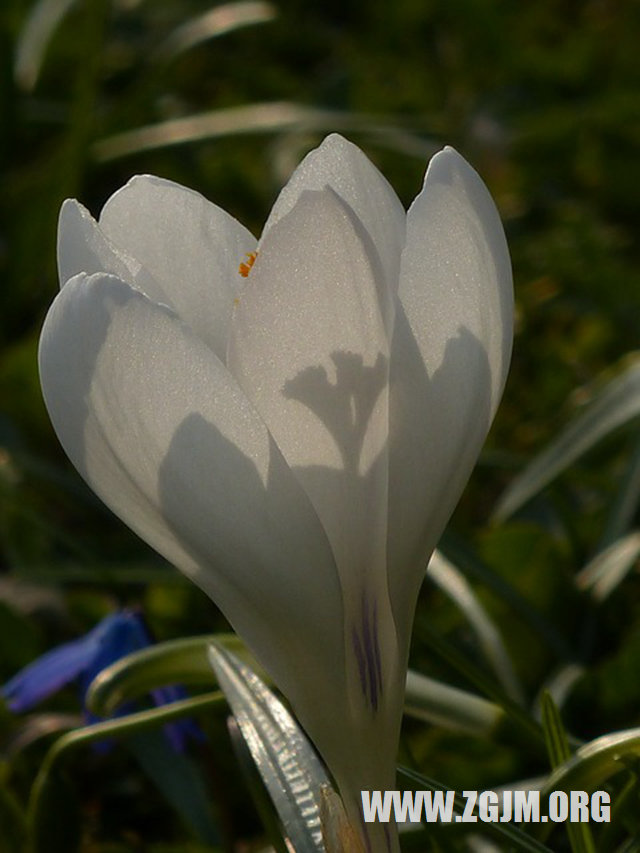 夢見爛水果_周公解夢夢到爛水果是什麼意思_做夢夢見爛水果好不好_周公解夢官網