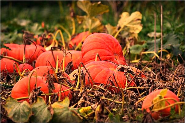 夢到一個人住一間大房子有什麼含義_周公解夢官網