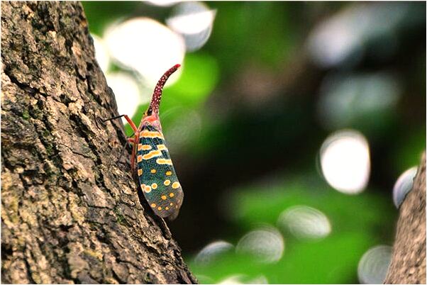 夢到忘了上飛機預兆了什麼嗎_周公解夢官網