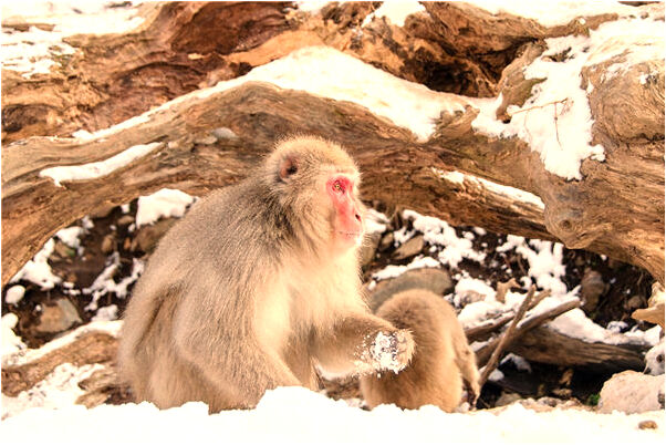 夢見果樹掉是什麼預兆_周公解夢官網