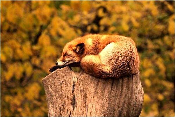 夢見在別人家拉屎什麼預兆_周公解夢官網