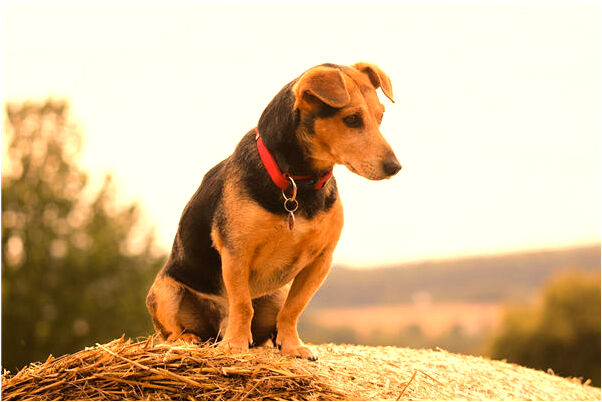 夢到被開膛什麼寓意_周公解夢官網