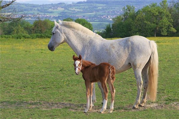 3月出生屬馬的人運氣如何？_十二生肖