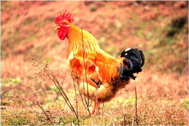 夢到了裸著下身會怎么樣_周公解夢官網