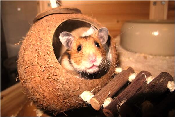 夢到好幾條小狗有什麼含義_周公解夢官網