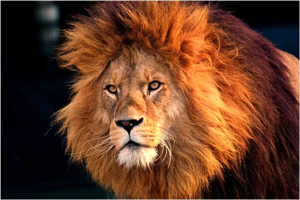 夢到海邊被鴨子追著咬我沒咬到是怎么回事_周公解夢官網