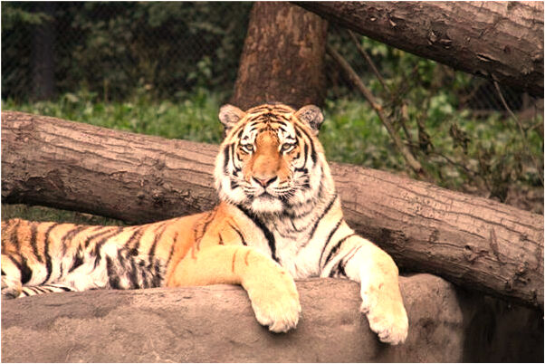 夢到妻子有姦情是凶兆還是吉兆_周公解夢官網