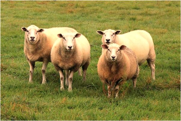 夢到帶著撿來的表很舒服會有什麼預兆_周公解夢官網