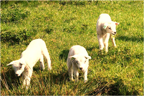 夢見從高空摔下是咋回事_周公解夢官網