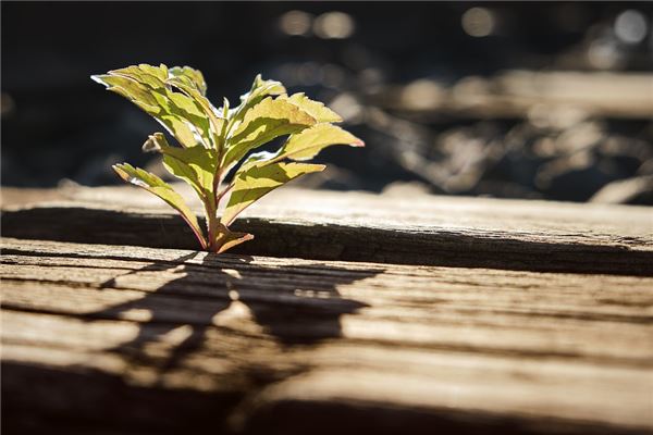 夢見樹發芽是什麼意思_周公解夢