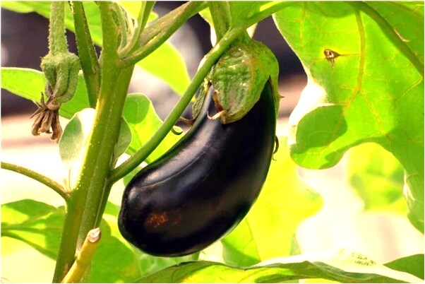 夢見夢裡自己穿紅色意服預兆了什麼嗎_周公解夢官網