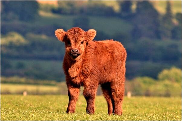 夢見老鼠爬上來代表什麼_周公解夢官網