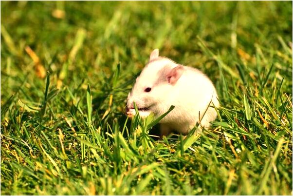 夢到我和朋友穿紅色旗袍預示著什麼_周公解夢官網