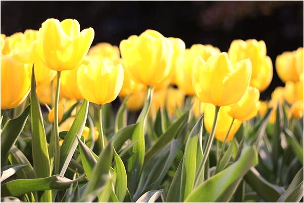 夢到黃色大熊追自己是凶兆還是吉兆_周公解夢官網