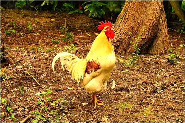 夢見死去的奶奶吃屎預示著什麼_周公解夢官網