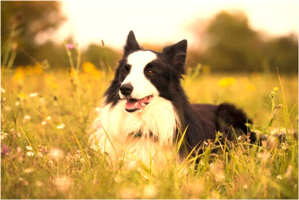 夢到了水沖房子是吉兆嗎?_周公解夢官網