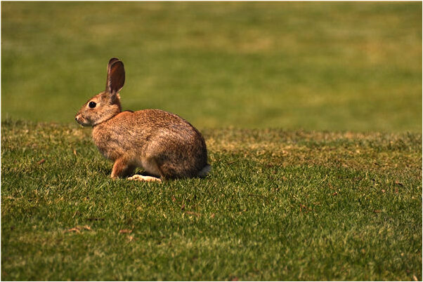 夢到小時候給人欺負的場景是什麼徵兆_周公解夢官網