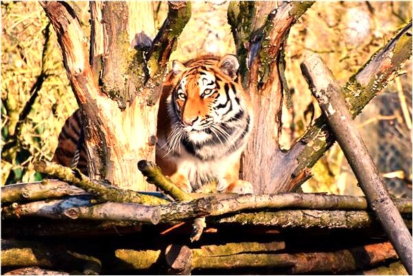 夢見等洗澡預兆了什麼嗎_周公解夢官網