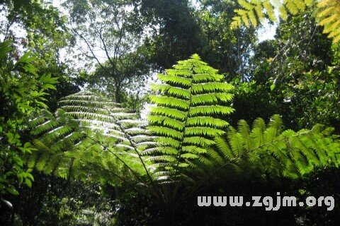 Dream of ferns plants