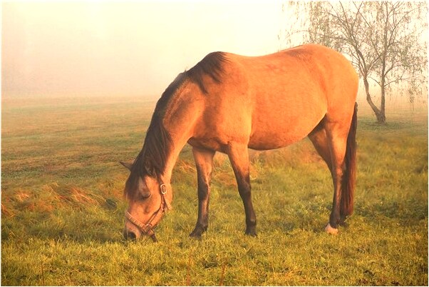 夢見被殺的裸體女人會怎么樣_周公解夢官網