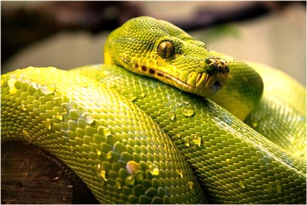 夢見裸體女人和陰道怎么說_周公解夢官網