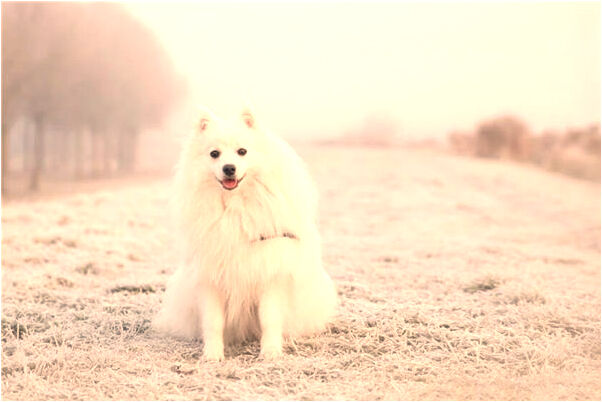 夢到老鼠咬了我倆次都沒咬到我是好事還是壞事_周公解夢官網