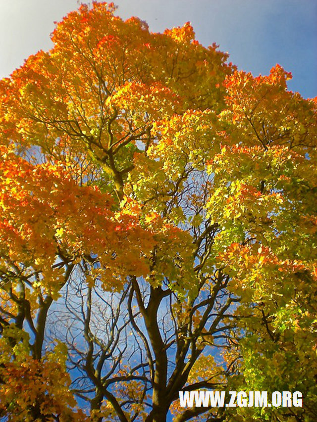 夢見掉泥坑裡又爬上來_周公解夢夢到掉泥坑裡又爬上來是什麼意思_做夢夢見掉泥坑裡又爬上來好不好_周公解夢官網