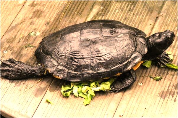 夢到了鞋子被人踩壞了啥意思_周公解夢官網