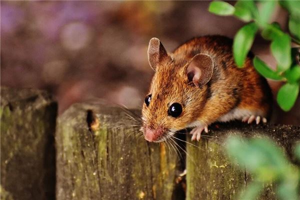 2020年五行屬什麼_十二生肖