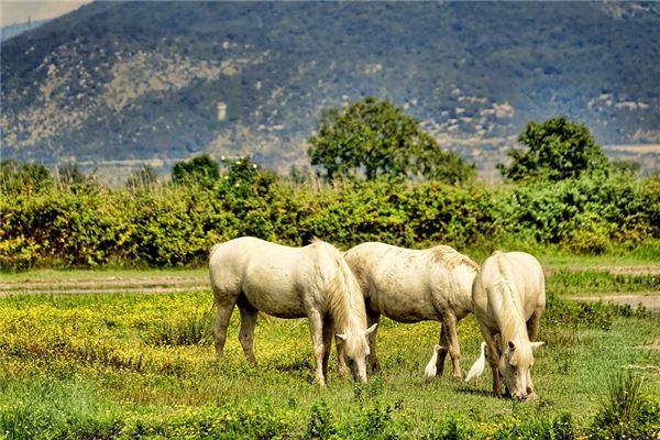 43歲屬什麼生肖配對_十二生肖